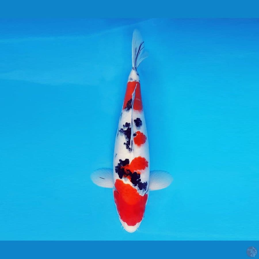 BANZAI 2 ~ Taisho Sanke 38 cm/male ™