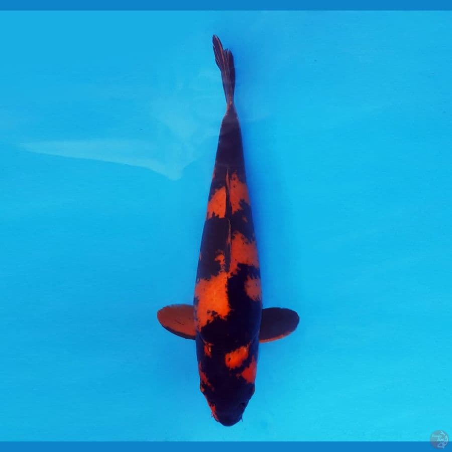 BANZAI 5 ~ Hi Utsuri 46 cm/fm ™