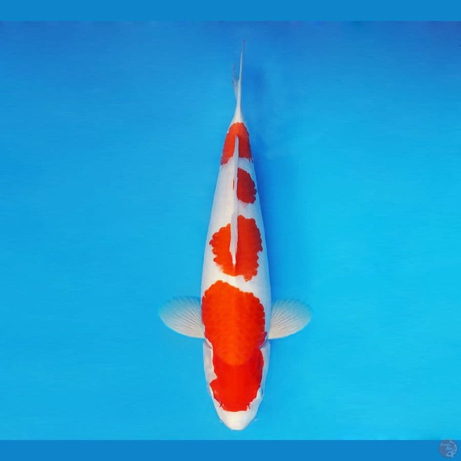 BANZAI 7 ~ Kohaku 37 cm/male ™