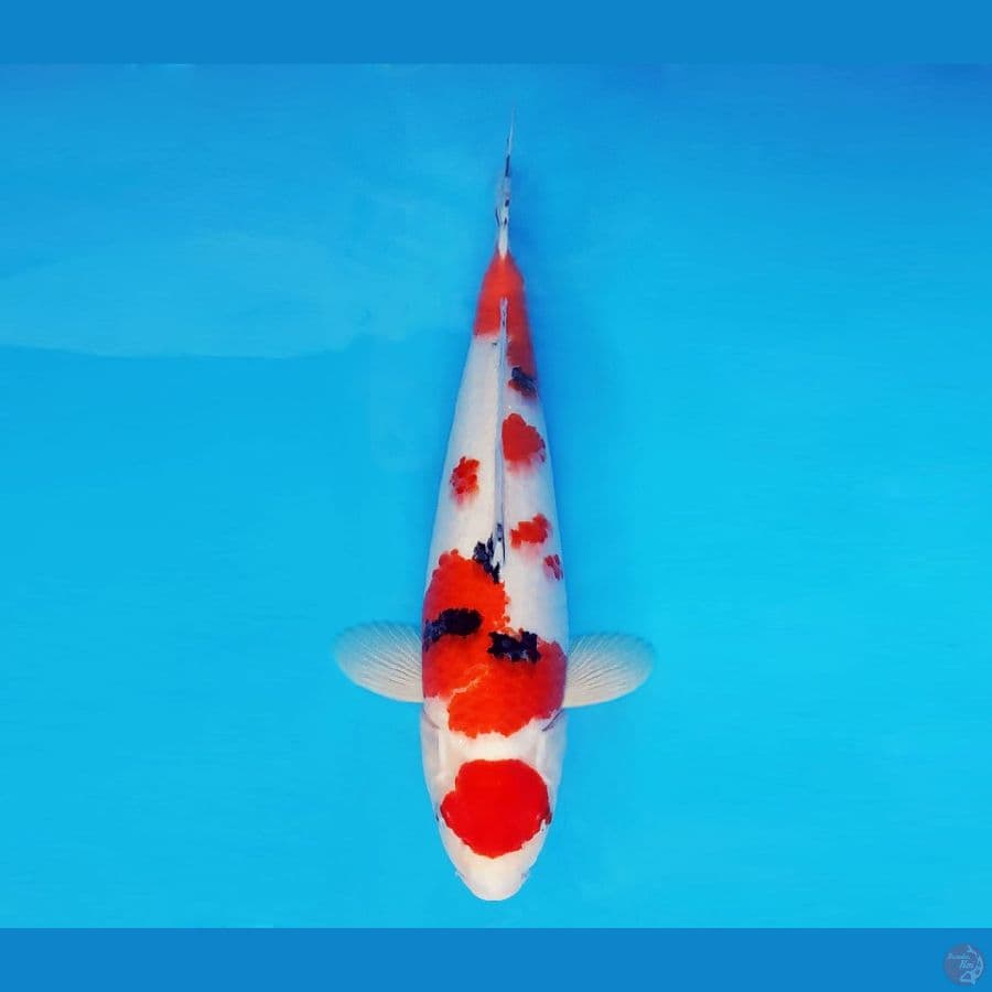 BANZAI 12 ~ Maruten Sanke 39 cm/male ™
