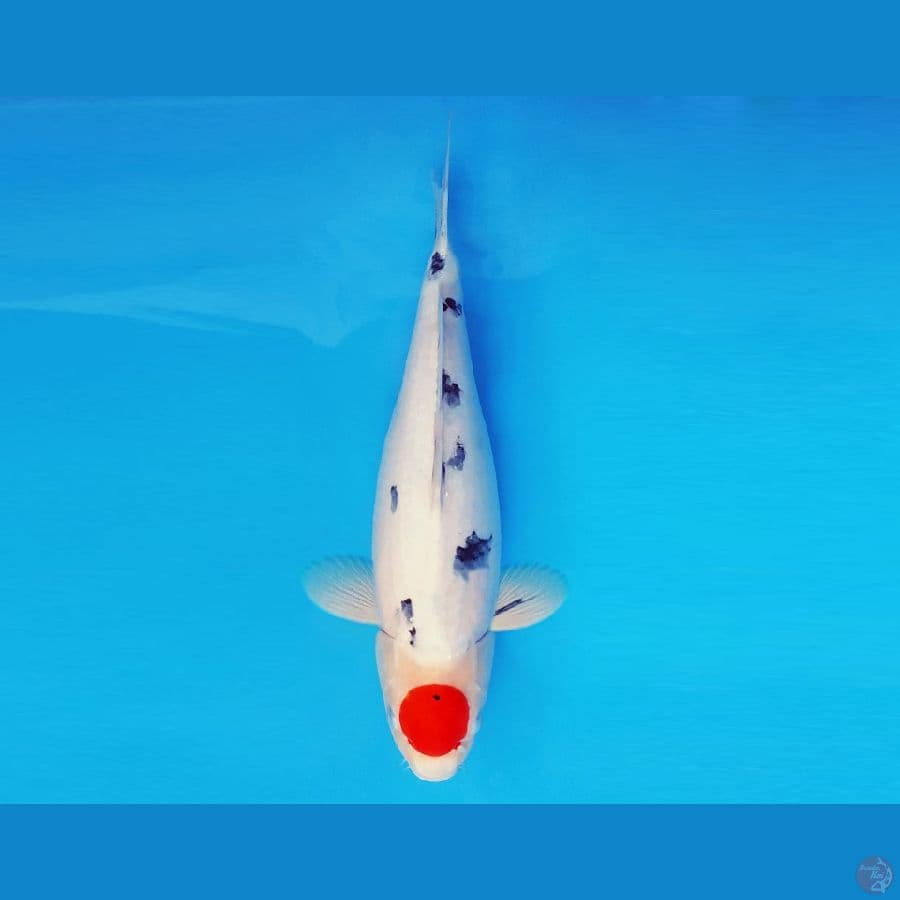 BANZAI 15 ~ Tancho Sanke 40 cm/fm ™
