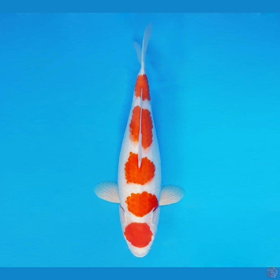 BANZAI 16 ~ Kohaku 36 cm/fm ™