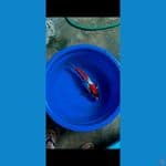 Showa Ginrin 42CM 