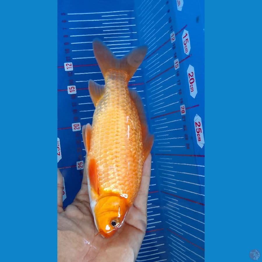 benigoi karasi gindrin 20cm