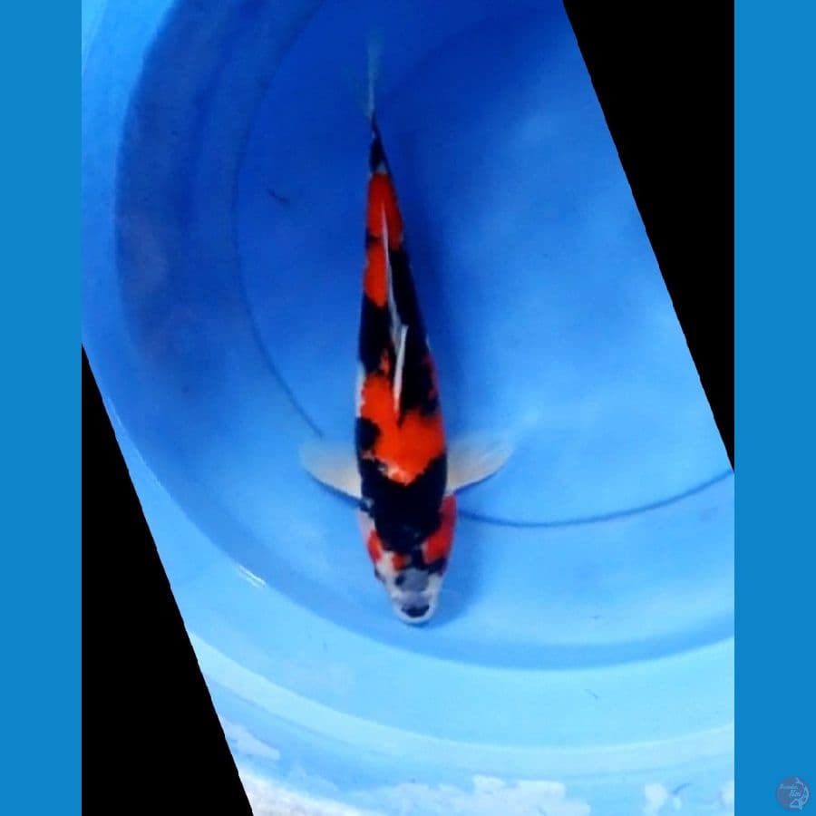 Showa tategoi male 32 cm