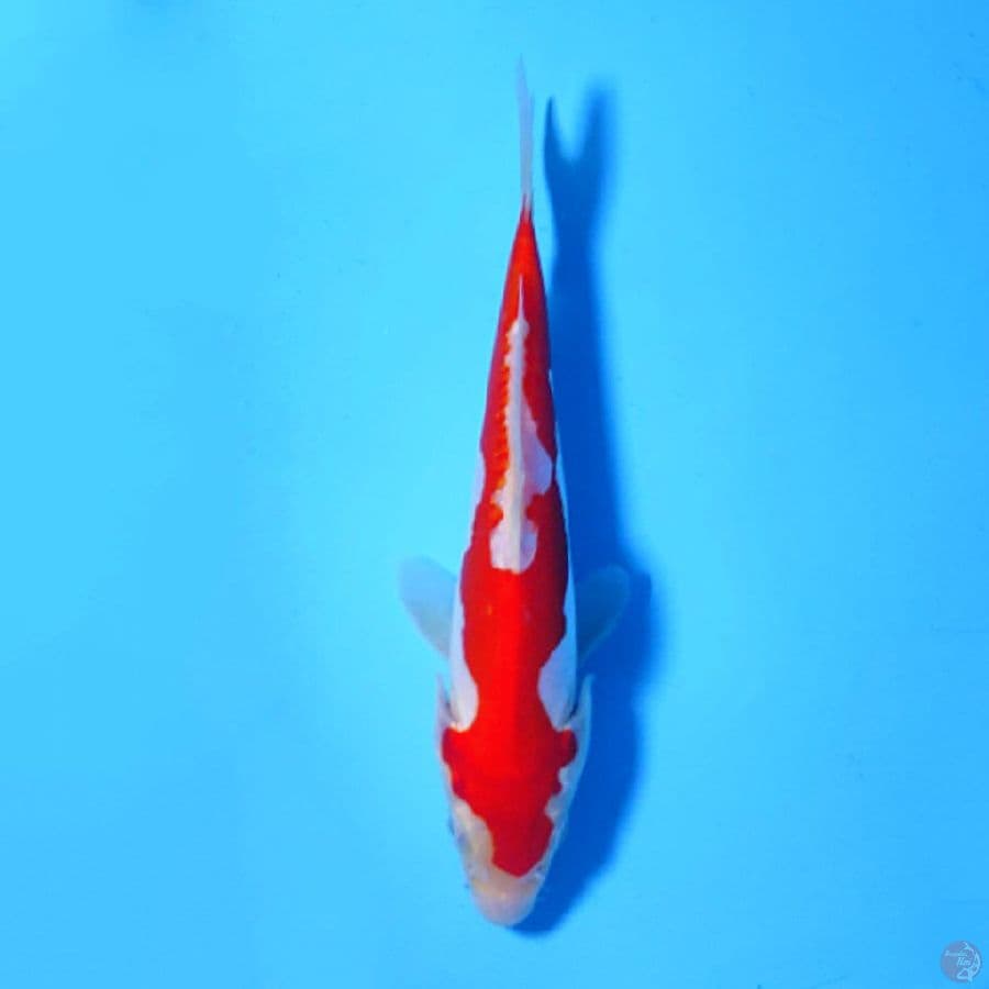 U15CM DOITSU MURNI KOHAKU