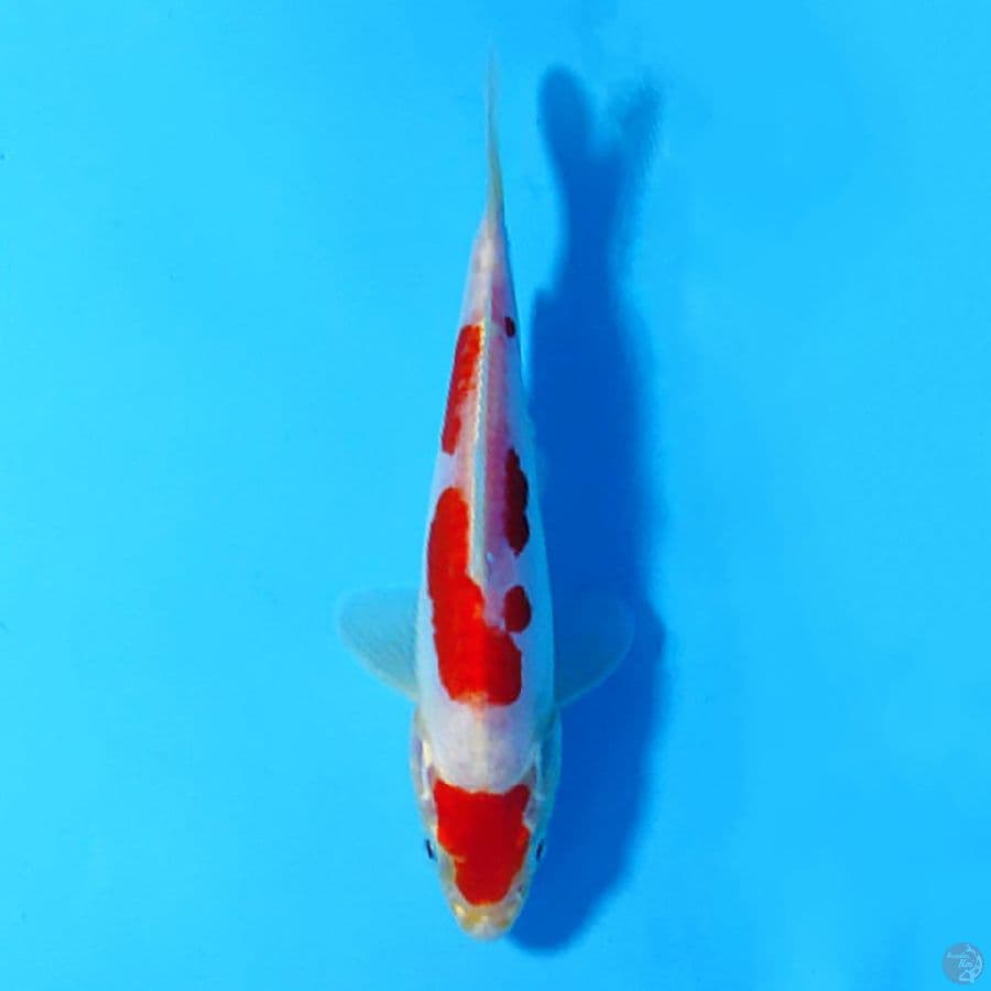 M16CM MARUTWN DOITSU KOHAKU