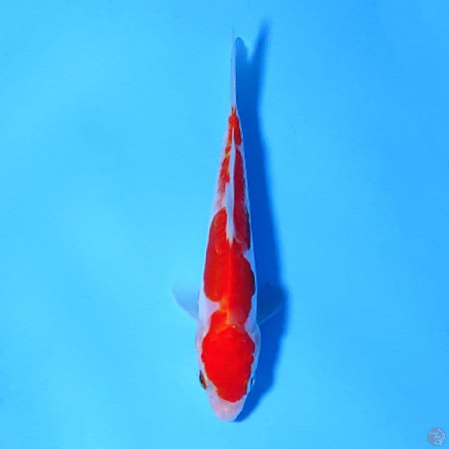 M15CM DOITSU KOHAKU ORI