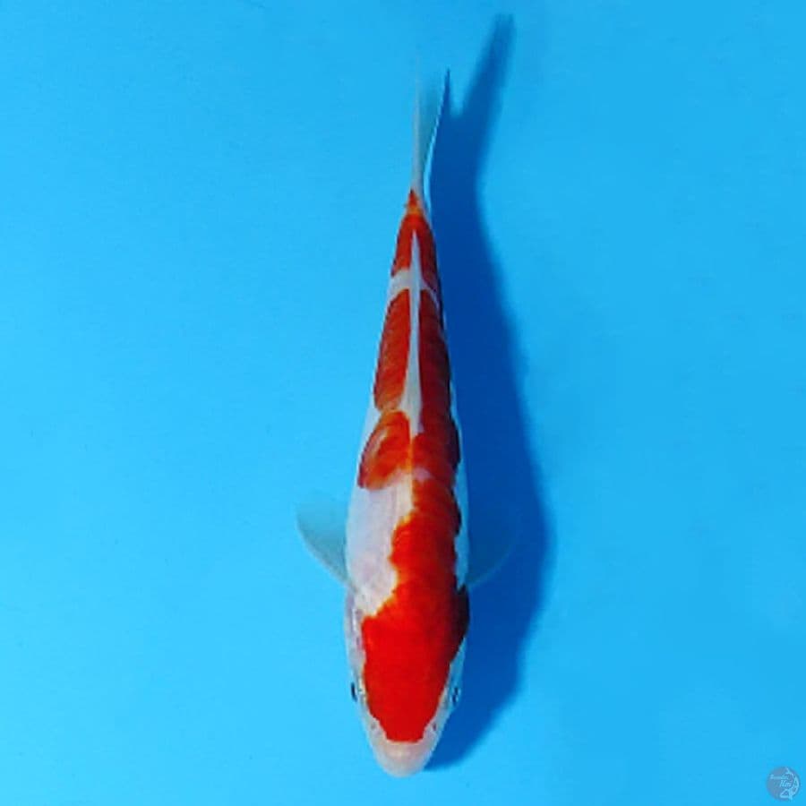 F16CM DOITSU KOHAKU
