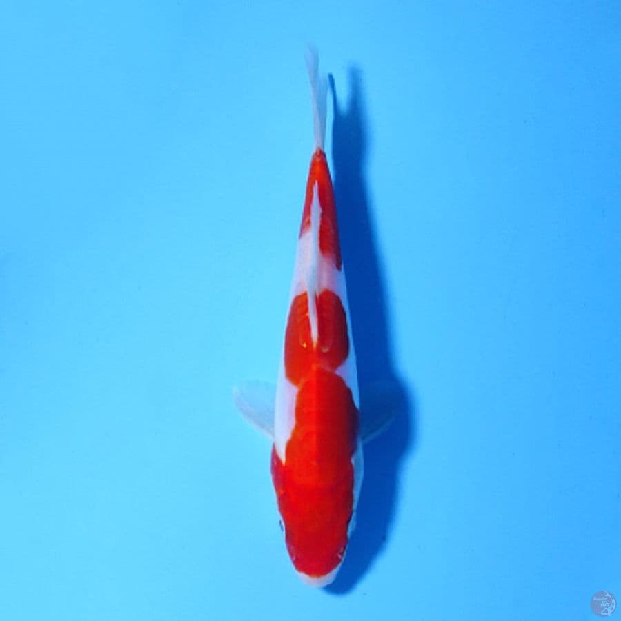 F16CM DOITSU MURNI KOHAKU 