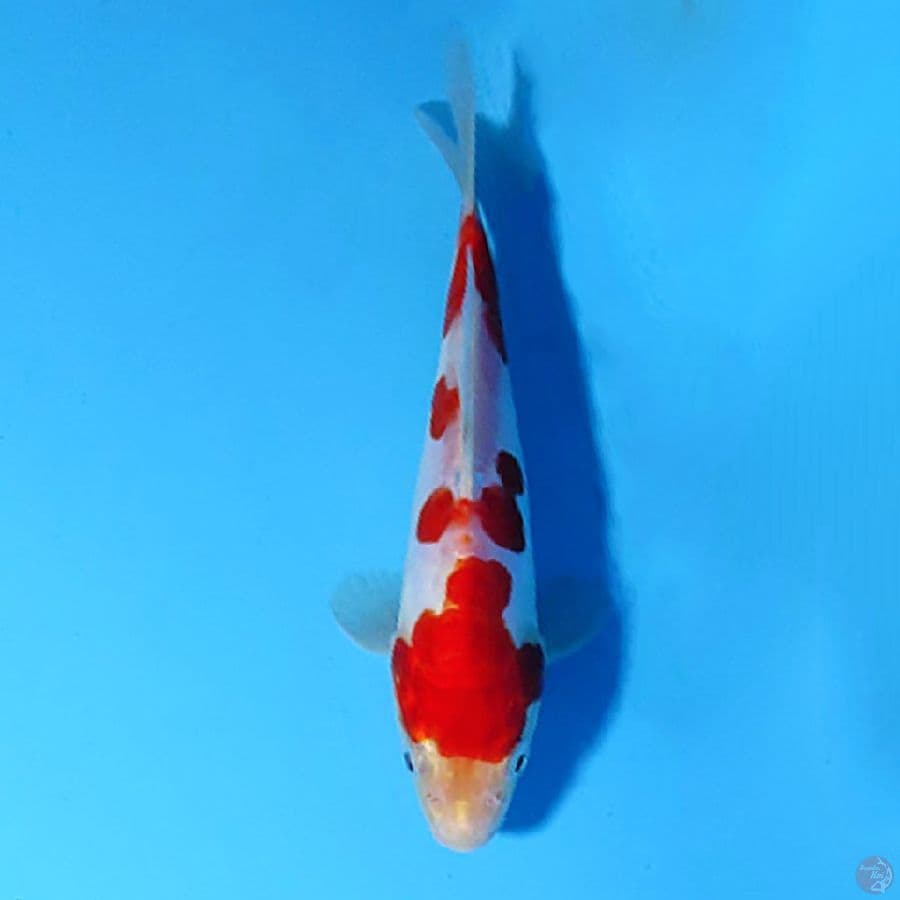 M17CM RED DOITSU