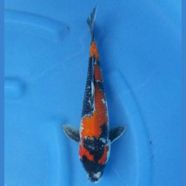 Showa 31cm