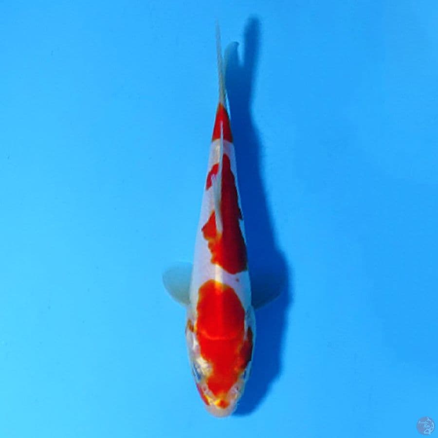 F16CM DOITSU MURNI KOHAKU