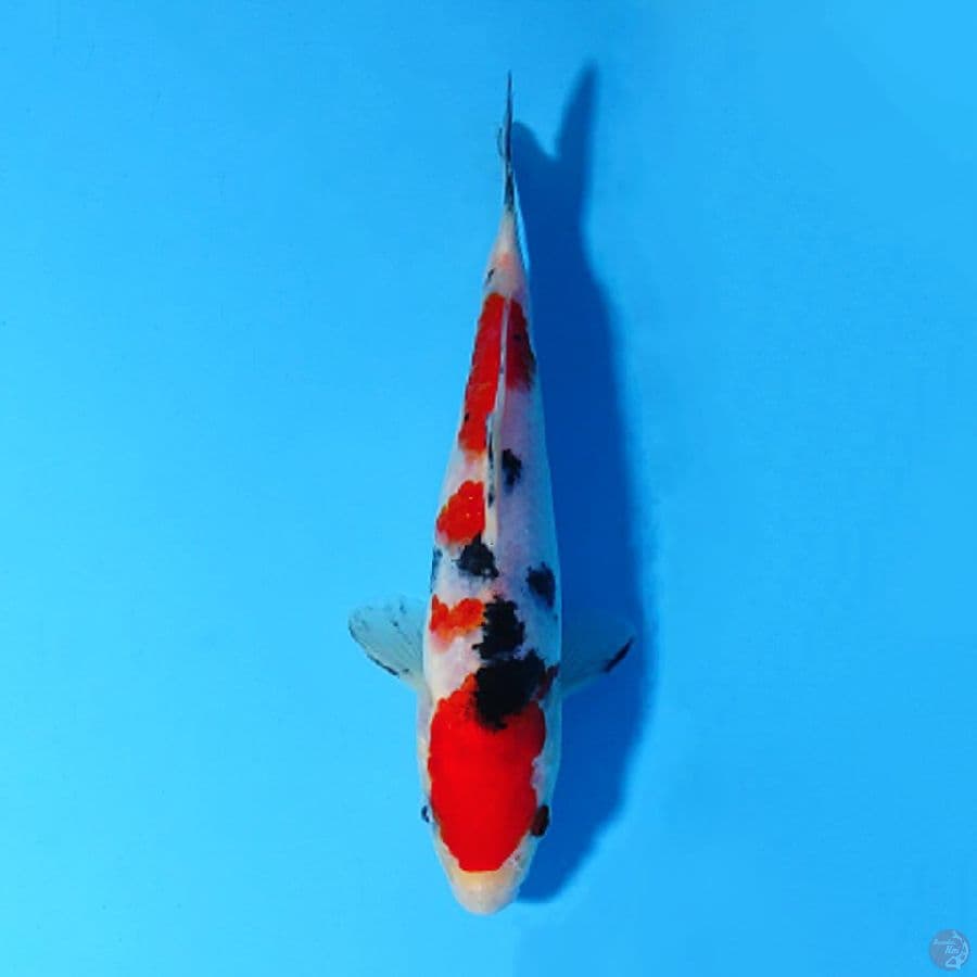 M18CM RED SANKE ORIGINAL