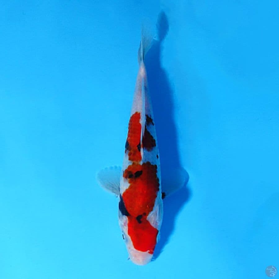 F20CM SHOWA TATEGOI