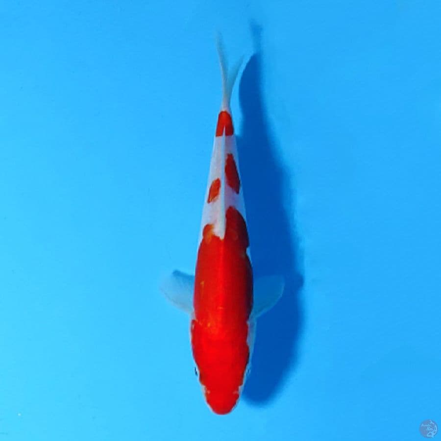 F16CM DOITSU KOHAKU