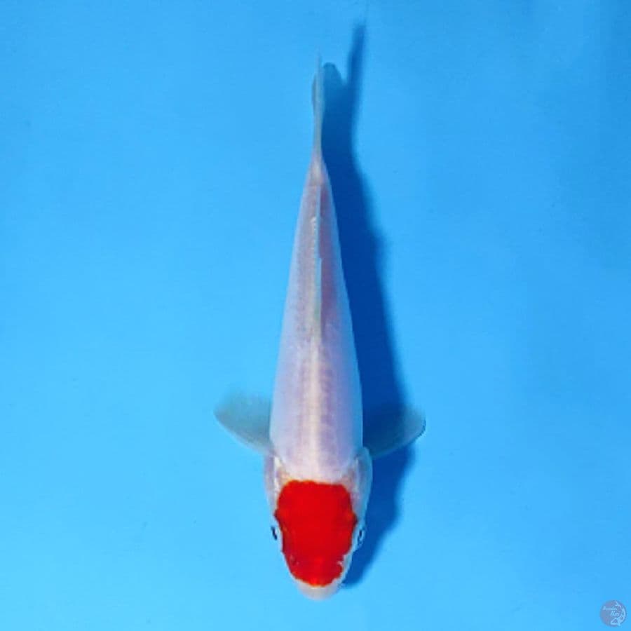 U15CM TANCHO DOITSU KOHAKU ORIGINAL
