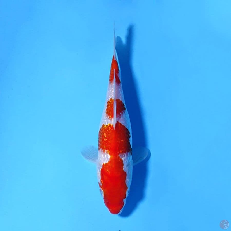 F20CM GINRIN KOHAKU