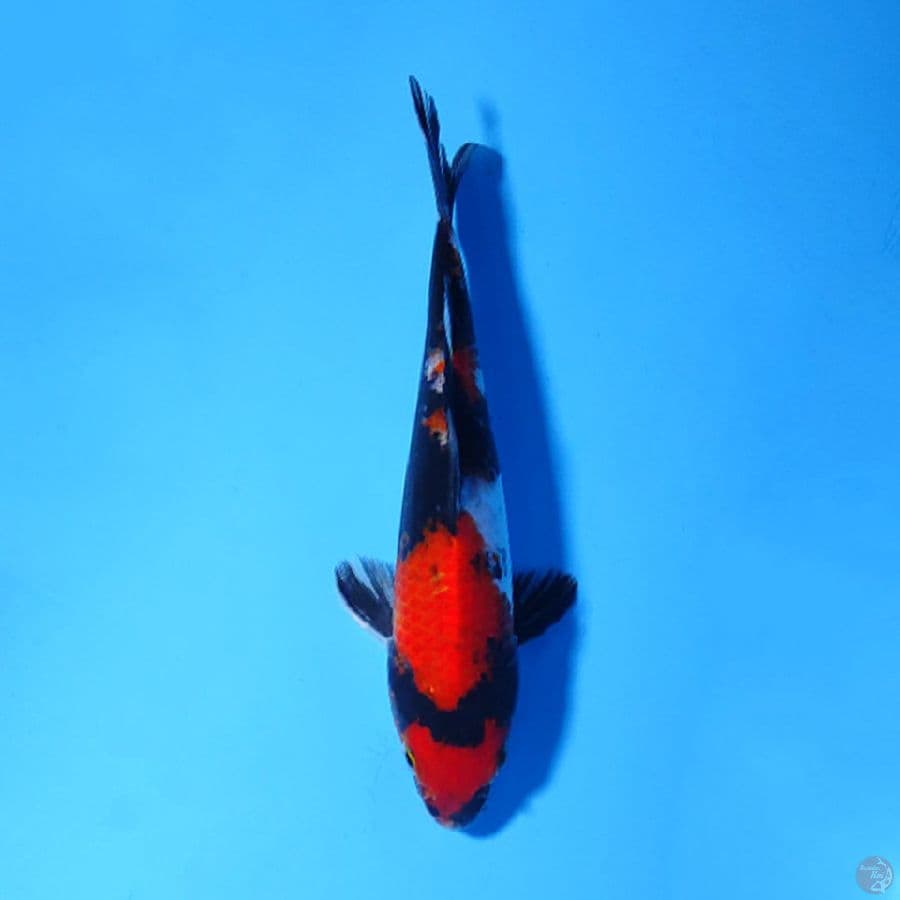 F20CM SHOWA 
