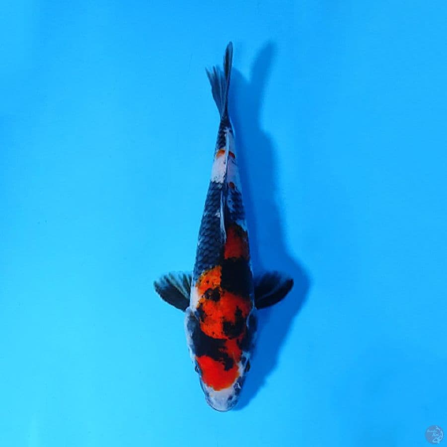 F22CM SHOWA ORIGINAL