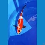 showa 35 cm maruten strong