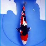 38cm ISTIMEWA SHOWA ANKER