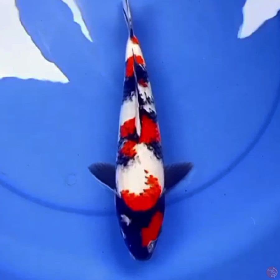 31cm 3STEP KINDAI SHOWA