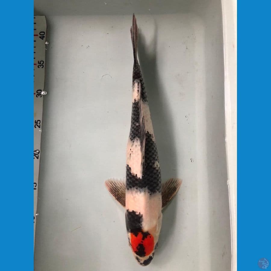 tc showa original 35cm