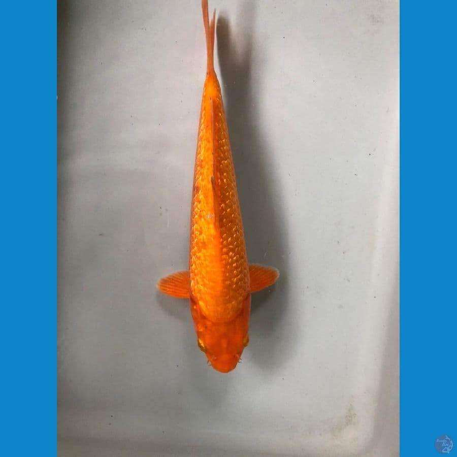 red karashi 23cm