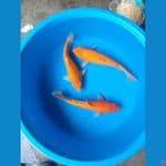 red karasi i 30-35 cm paket 3 ekor