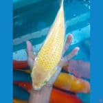 karasi corn 