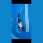 48cm Shiro impor