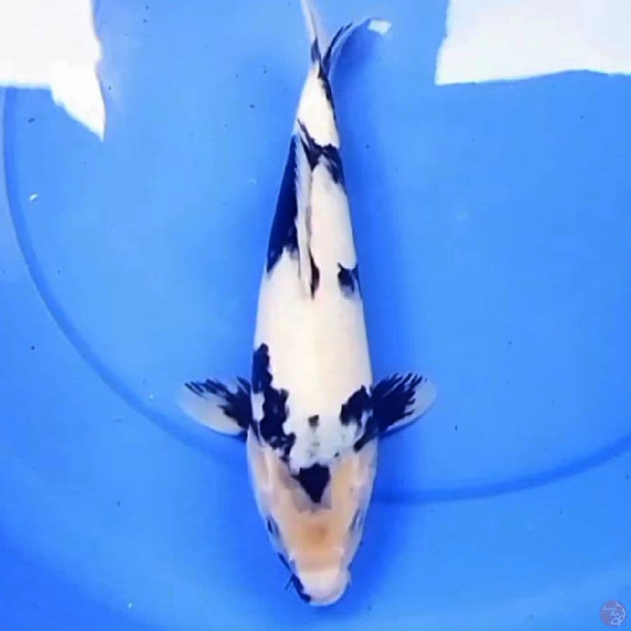 31cm SHIRO YUKI MOTOGORO