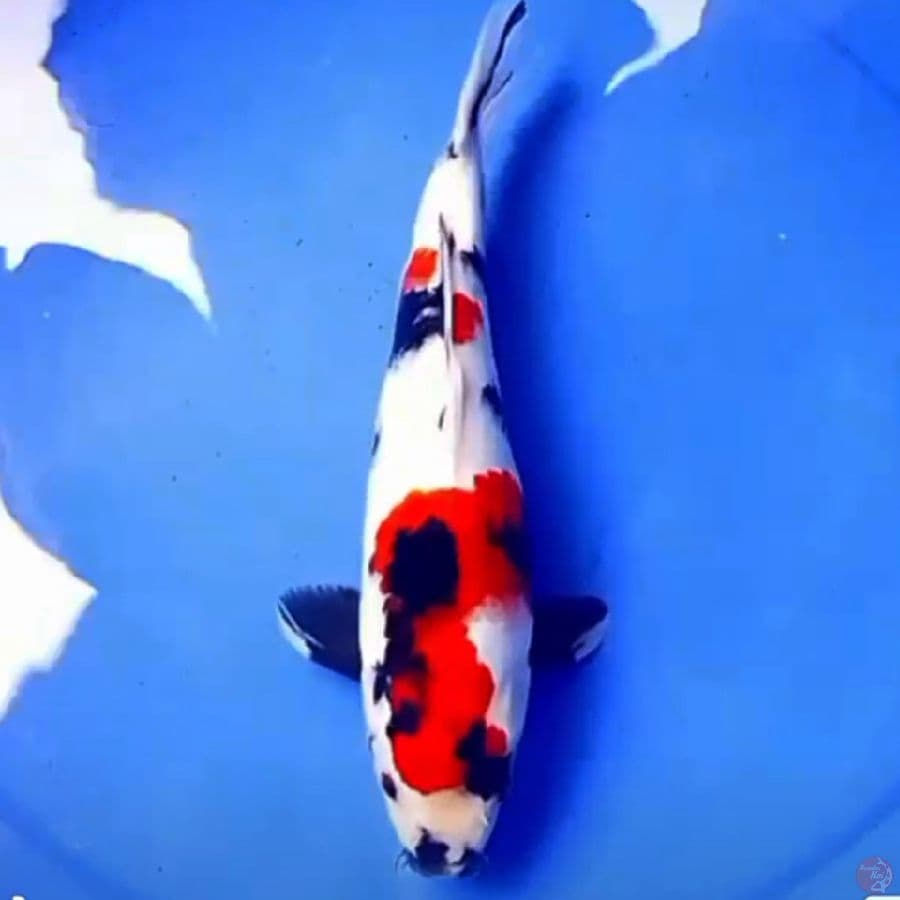 31cm SQ KINDAI SHOWA