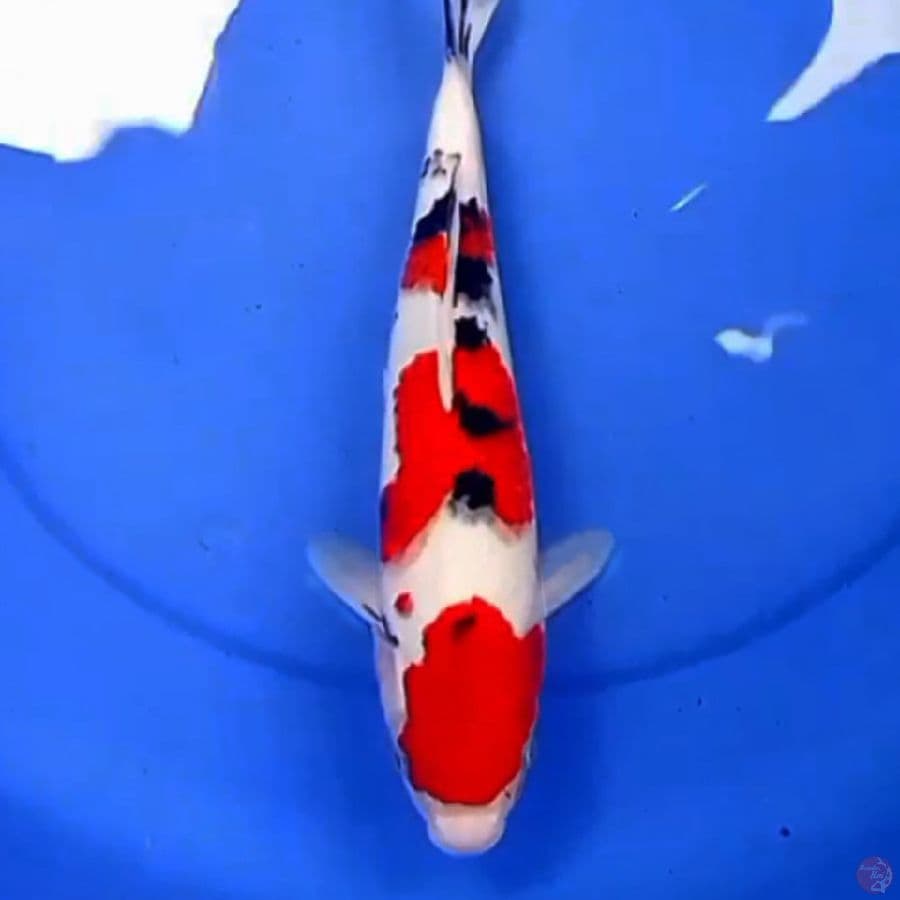 35cm SQ TIGER SANKE