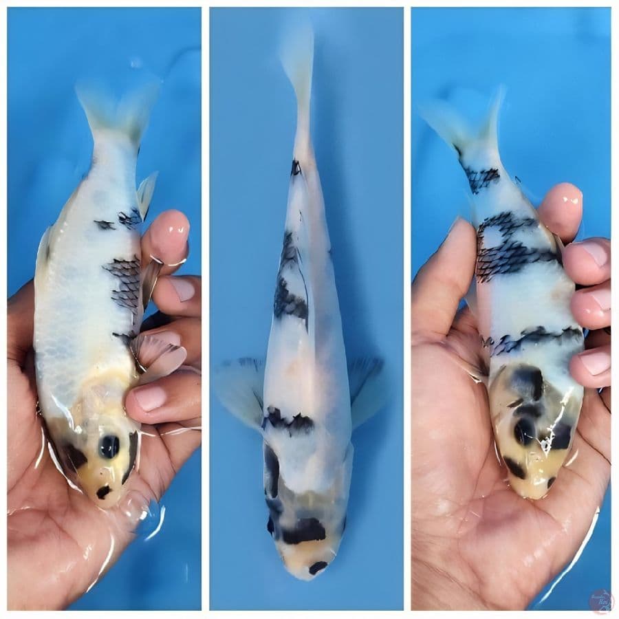 bahan keep shiro 17cm