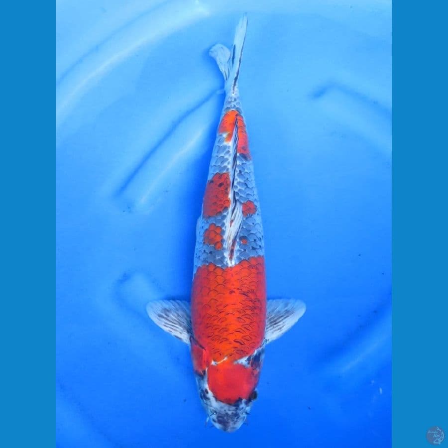 43cm , Jumbo Red Goshiki