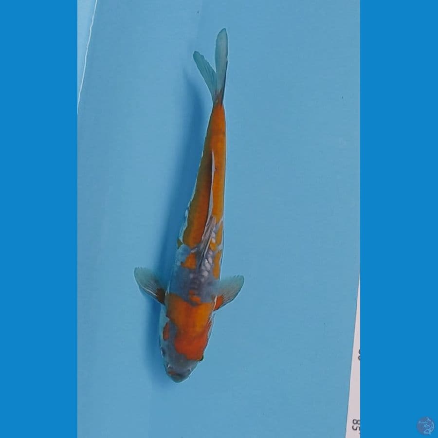 Ochiba 26 cm