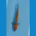 Ochiba 26 cm