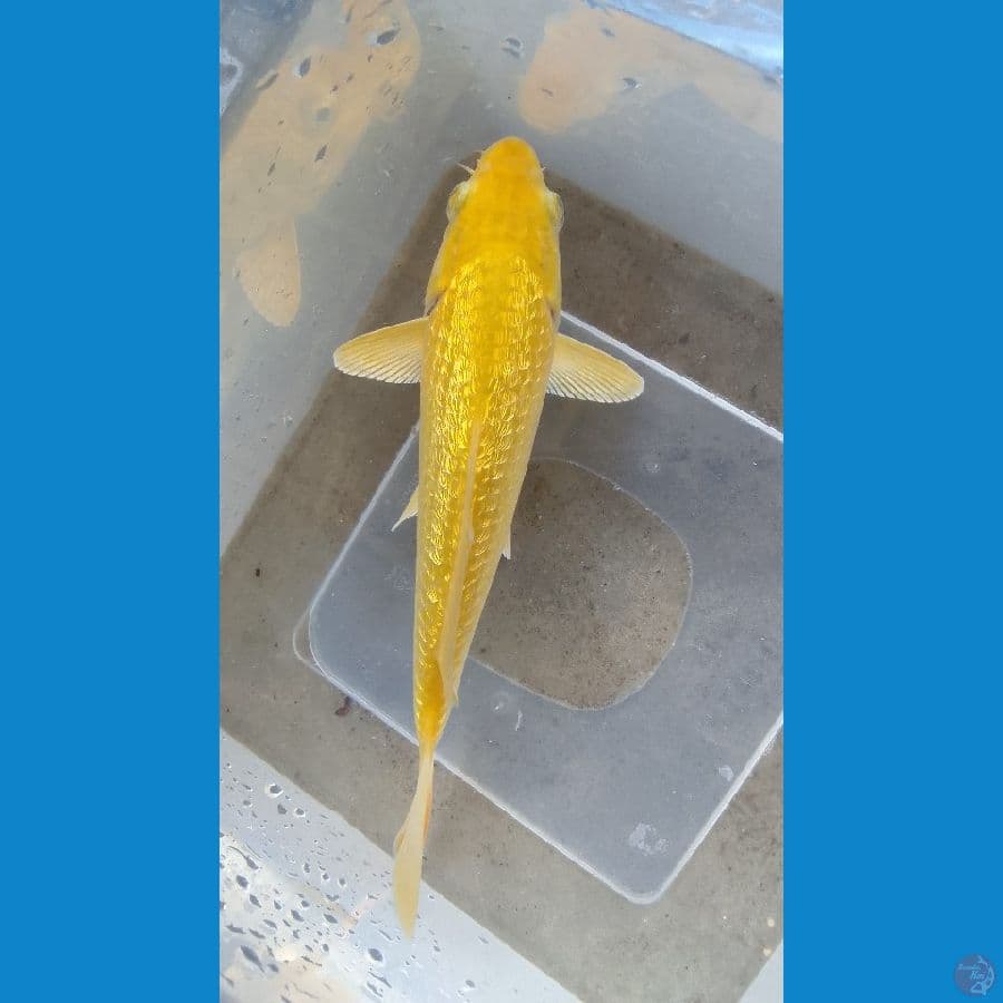 karasi gindrin 18cm
