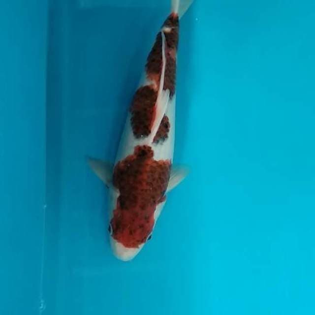 Goromo