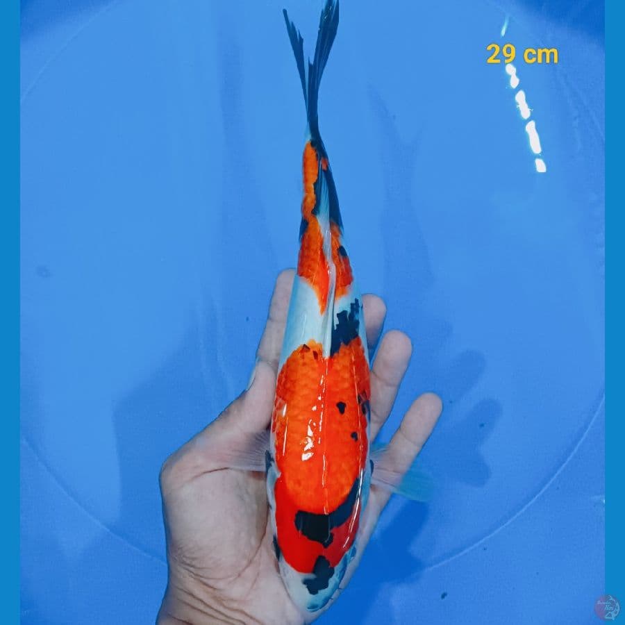 Showa 29 cm