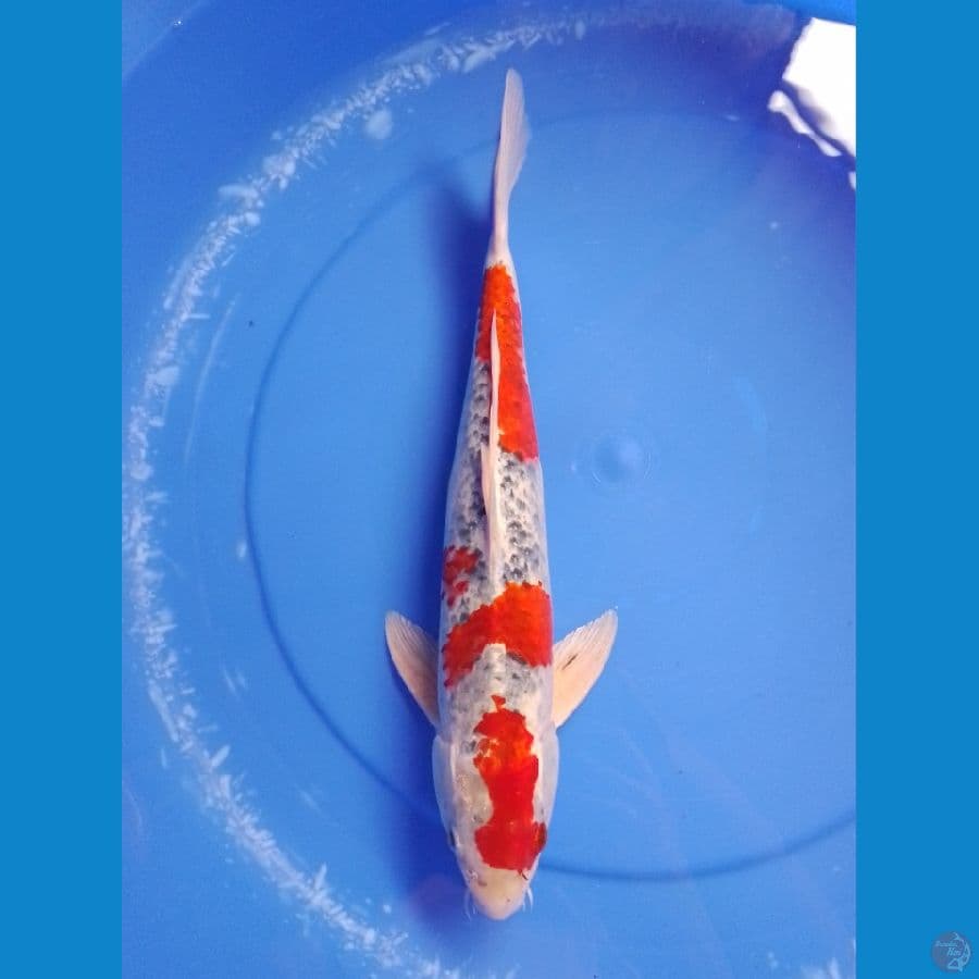 42cm male