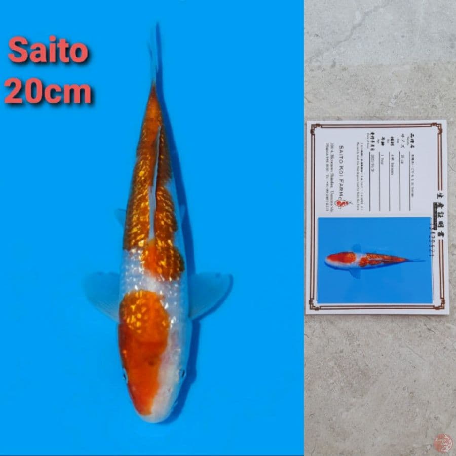 SAITO AI GOROMO GINRIN 20CM SERTI