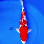 39cm JUMBO SANKE SUPER RED