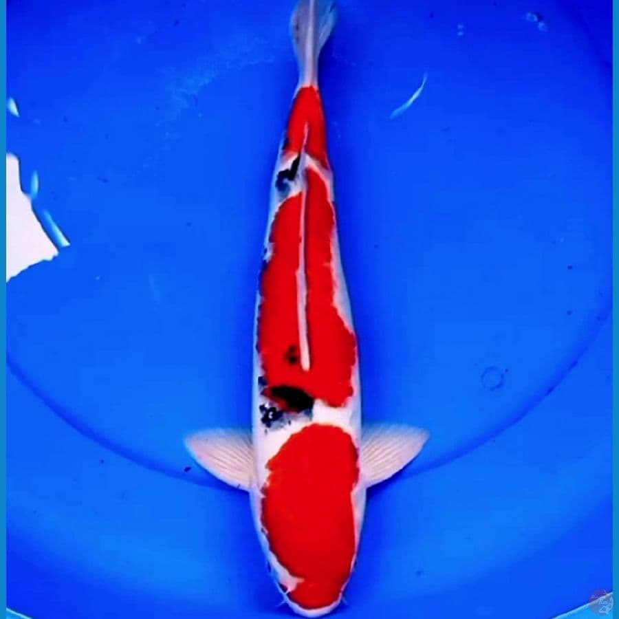 41cm ISTIMEWA JUMBO SANKE HQ