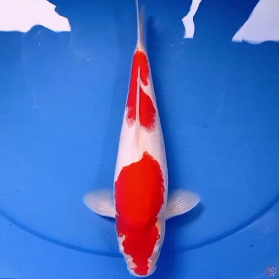 33cm BARAIRONO KOHAKU 