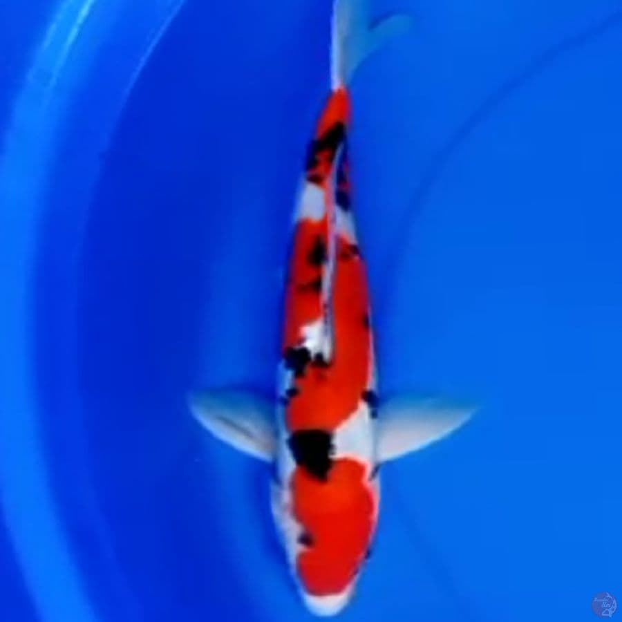 34cm DOITSU SANKE TSUBOSUMI 