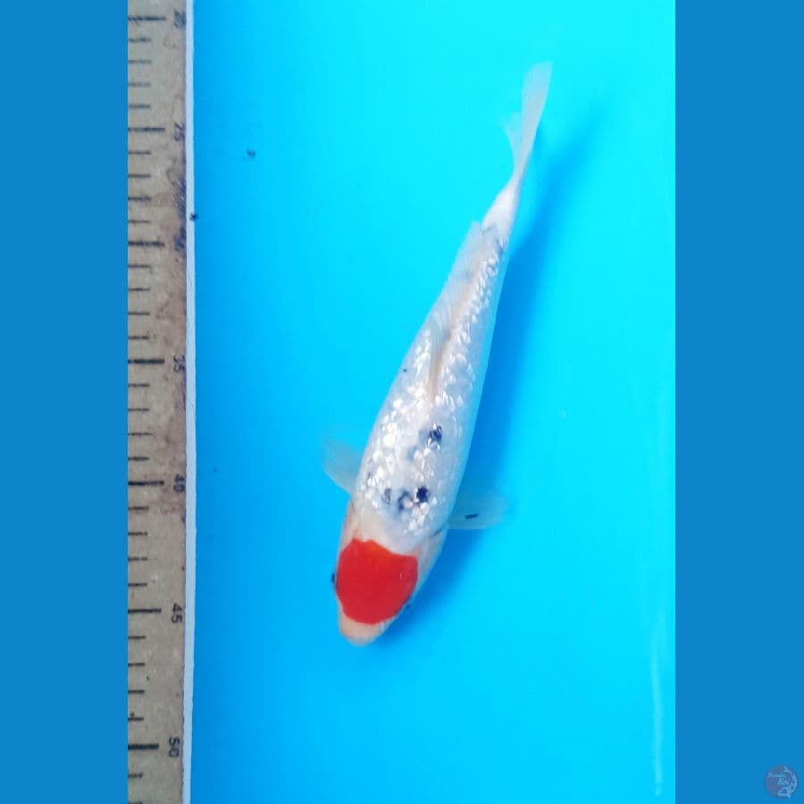 Tc ginrin 23cm