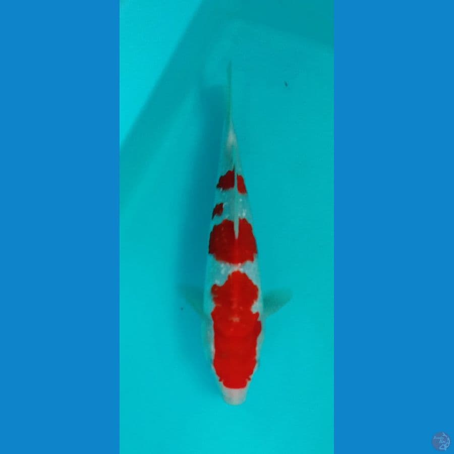 kohaku ginrin ±27cm